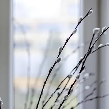 克拉科夫联排别墅 公寓 克拉科夫